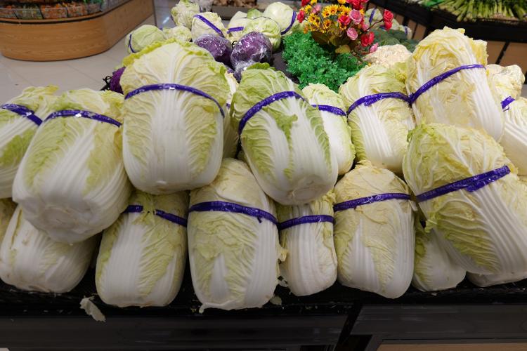 J9九游会官方网站最低2毛一斤！日照冬储大白菜集中上市白菜跌到了“白菜价”